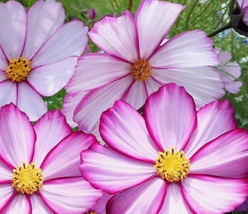 1 Pack of 300 SEEEDS Cosmos BIPINNATUS - Dwarf Sensation Picotee