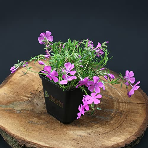 Teppichphlox stark blühende Bodendecker Pflanze von INTRAGARTEN rosa Blüten