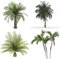 10 StüCk Palmensamen Indoor Winterhart Palme Palmen Samen Praktische Geschenke Baum BäUme Kaufen Exotische Pflanzen Winterharte Balkon Deko Pflanze Zimmerpflanze Saatgut