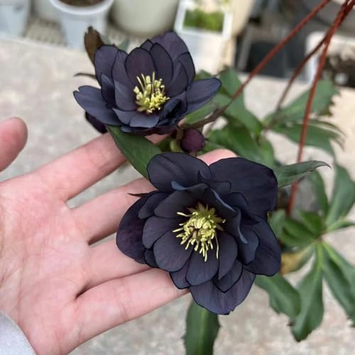 christrosen kaufen - garten winterhart, mehrjährig balkon 100samen