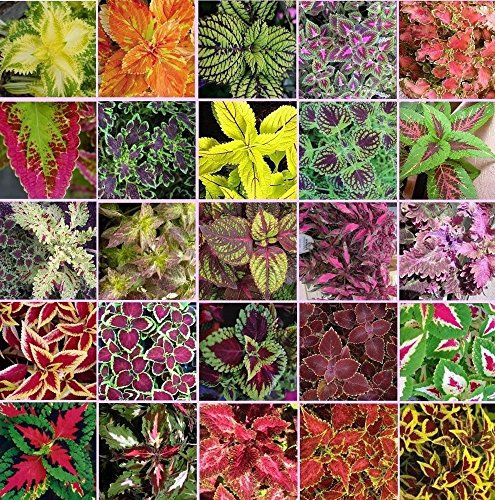 Coleus blumei arc-en-Mix 250 graines Beau feuillage Accrocheur CombSH