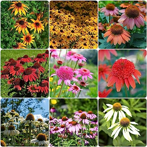 500 pcs sonnenhut echinacea samen nachhaltige produkte,Seltene Pflanzen serie, bonsai topf exotische zimmerpflanzen pflanzenkübel bienenweide blumensamen geschenk saat bienenfreundliche