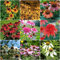 500 pcs sonnenhut echinacea samen nachhaltige produkte,Seltene Pflanzen serie, bonsai topf exotische zimmerpflanzen pflanzenkübel bienenweide blumensamen geschenk saat bienenfreundliche