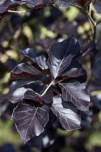Blutbuche 'Dawyck Purple' 80-100 cm Topf Fagus sylvatica winterhart | Fagus sylvatica, dunkelrotes Laub, Säulenwuchs bis 10 m, sonnig bis halbschattig, Solitärbaum, winterhart bis -28 °C