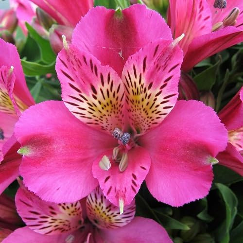 Nouveau frais 100 pcs Lily Alstroemeria graines de fleurs