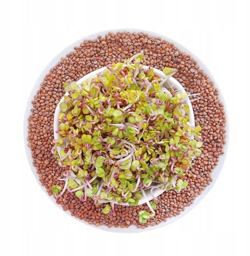 Winoszarnia Radieschensamen China Rose 100g - Premium Keimsprocken Saatgut | würzig-scharfer Geschmack | Ideal für Sprossen, Microgreens & Salate | Hohe Keimfähigkeit | XXL-Pack