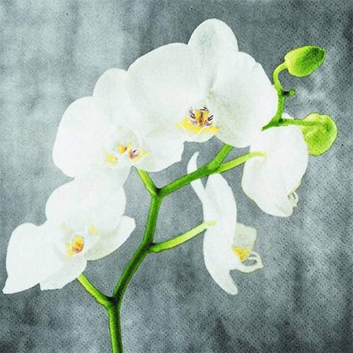 20 Servietten Weiße Orchidee als Tischdeko für den Frühling, Sommer und Herbst 33x33cm