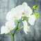 20 Servietten Weiße Orchidee als Tischdeko für den Frühling, Sommer und Herbst 33x33cm