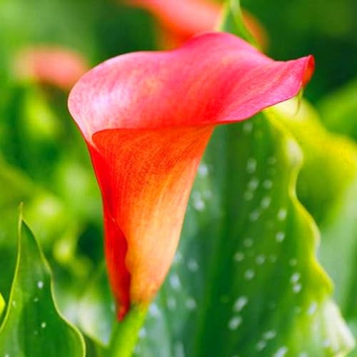 Calla Lilien Rhizome, Calla Lily Rhizome, BlumenRhizome Mix, Die Mehr Als 10 BlüTen Hervorbringen, Winterhart MehrjäHrige, Ideale Garten Rhizome, 4zwiebeln-H