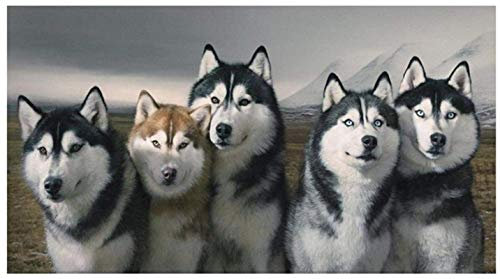 JYSHC Siberian Husky-Poster Leinwand Bild Wandkunst Druck Wohnkultur Kr963Qv 40X60Cm Rahmenlos
