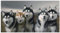 JYSHC Siberian Husky-Poster Leinwand Bild Wandkunst Druck Wohnkultur Kr963Qv 40X60Cm Rahmenlos