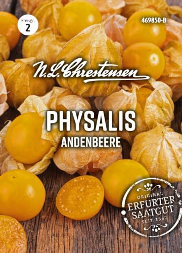 Erdkirsche Andenbeere / Physalis N.L.Chrestensen Samen 469850-B