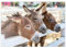 MyPuzzle DREI Esel auf dem Bauernhof - Premium 500 Teile Puzzle - MyPuzzle Sonderkollektion von Puzzle Galaxy