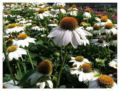 Stauden Gänge 10 x Echinacea purpurea 'PowWow White' Weißer Purpursonnenhut | Weiße Staude für Sonne, Blüte Juni bis September, mehrjährig, 9x9 cm Topf