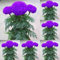 Haloppe 100 Stücke Ringelblumen Pflanzen Samen für Hausgarten Pflanzen, Lila Ringelblumen Samen Topfpflanze Blume Hausgarten Dekoration