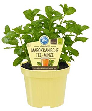 Bio Minze Marokkanische Tee-Minze (Mentha spicata), Kräuter Pflanzen aus nachhaltigem Anbau, (1 Pflanze)