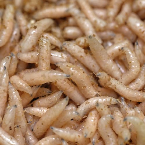 1 Liter Maden, Gekühlt, Fleischmaden, Angelmaden, Angelköder lebend und Frisch im Beutel mit Kühlpack