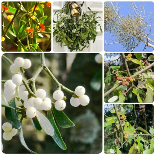 100 pz semi di vischio, piante decorative piante da giardino resistenti Serie di piante rare - piante da interno semi di piante sostenibili per le donne piante d'appartamento