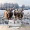 Non-Woven Premium Art Highland Cattle Fleece Animal Cow Photo Wallpaper Mural Kids Adult Bedroom Wall Mural Home Poster Decoration 200 x 140 cm