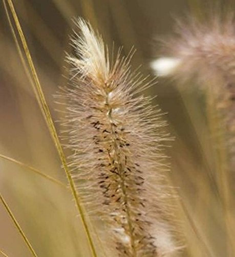 Lampenputzergras Magic - großer Topf - Pennisetum alopecuroides