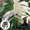 Semi di Monstera, 20 Pz Semi Alta Germinazione Prolifico Semi di Fiori Monstera Verde E Bianco Forniture per Giardinaggio Semi