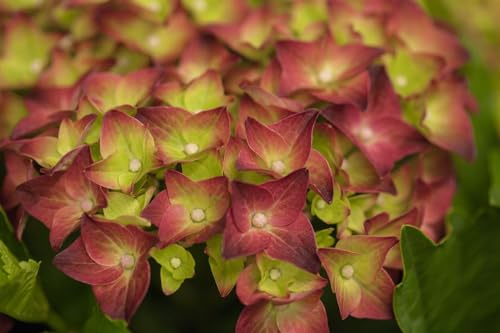 Hydrangea macrophylla 'Magical Sapphire' 40-50 cm - Gartenhortensie, blaue Blüten, Blütezeit Juni-September, ideal für Kübel, pflegeleicht und winterhart