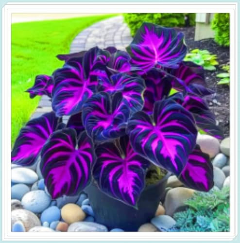 Hostas Plants Hosta Bulbs Bulk Garden Flowers Wedding Flowers-4Bulbs-a