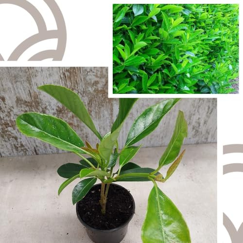Viburnum lucidum (15-25 cm en Maceta 9x9) | Arbusto para Setos, Macizos y Jardinería Ornamental | Resistente y Siempreverde