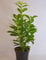 immergrüner Kirschlorbeer Prunus laurocerasus Genolia -R- 40-60 im 3 Liter Pflanzcontainer