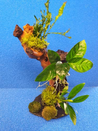 Garnelenbäumchen 20-25 cm, Mangrovenwurzel (Mopani) Tropica Aquarium Wasserpflanzen inklusive 2 Mooskugeln, Aquarienwurzel auf Schiefer bepflanzt mit echten Pflanzen