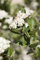 Aronia prunifolia 'Nero' 80-100 cm - Apfelbeere, weiße Blüten, Blütezeit Mai, essbare schwarze Beeren, ideal für Hecken, bienenfreundlich, winterhart
