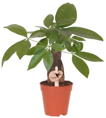 Pachira Glückskastanie – Zimmerpflanze Ø9cm – Geldbaum mit geflochtenem Stamm & grünen Blättern – Pflegeleichte Glückspflanze für Wohnzimmer, Büro & Geschenkidee