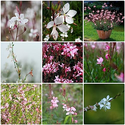 400 pcs prachtkerze samen - dekoration wohnzimmer,Gaura lindheimeri,Butterflies Seltene Pflanzenserie, büropflanzen blumenwiese samen robuste balkonpflanzen winterhart wildblumensamen