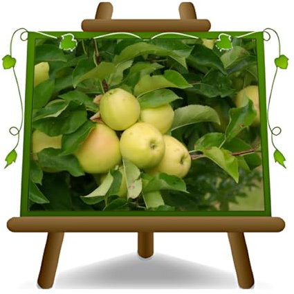 Manzano Frutas - Golden Delicious Valle de Non - Plantas frutales antiguas en maceta de 26 - Árbol máx. 200 cm - 4 años de cultivo