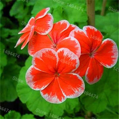 Sump frescas 200pcs semillas de flores para plantar geranios rojos