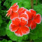 Sump frescas 200pcs semillas de flores para plantar geranios rojos