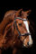 Equipride Anatomische Trense Neapel aus italienischem Leder mit Kristall-Stirnband schwarz & braun (schwarz, cob)