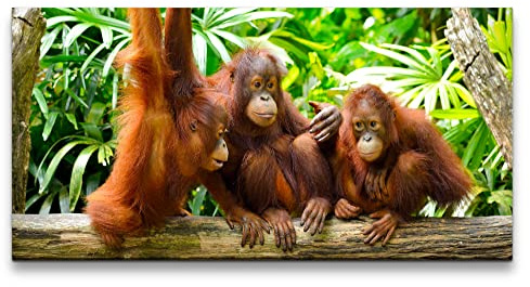 Paul Sinus Leinwandbild 120x60cm Drei kleine Orang-Utans Dschungel Süß Affenbabys