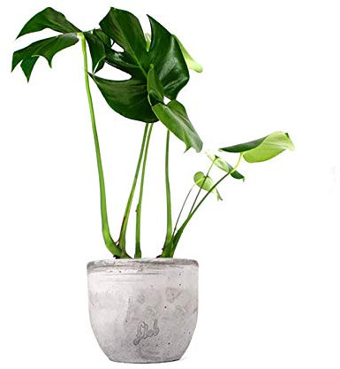 Filodendro Monstera Deliciosa Altezza 45 cm, Pianta Vera, Pianta da Interno, Vaso Artigianale in Cemento