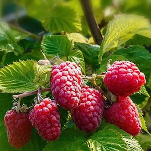 Luojuny Semillas de frambuesa, 50 piezas/bolsa Semillas de frambuesa Deliciosas semillas de frutas de bayas rojas sin OGM para granja Semillas de frambuesa roja
