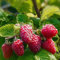 Luojuny Semillas de frambuesa, 50 piezas/bolsa Semillas de frambuesa Deliciosas semillas de frutas de bayas rojas sin OGM para granja Semillas de frambuesa roja