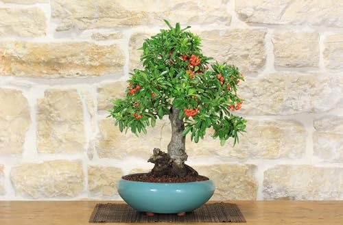 Bonsai di Pyracantha Coccinea (145)