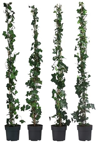 Dehner Großblättriger Efeu Hibernica, für 1 Meter Hecke, ca. 120 cm, 4 x 3 l Topf, Heckenpflanze
