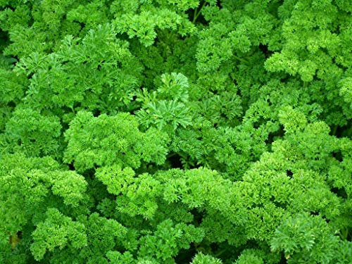 Lot de 500 Graines de Persil Bravour - Variété rare - Résistante au froid - Facile à cultiver - 100% Naturelle - Qualité Gustative - Garantie Germination - Semences 100% Françaises et Reproductibles