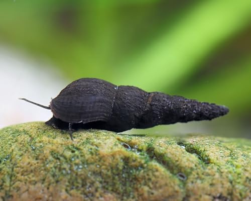 NatureHolic Schwarze Turmdeckelschnecke Melanoides maculata 3 Stück - Aquarium Schnecken lebend - - Resteverwerter Algenfresser Schnecke - Natürliche Aquarien Reinigung