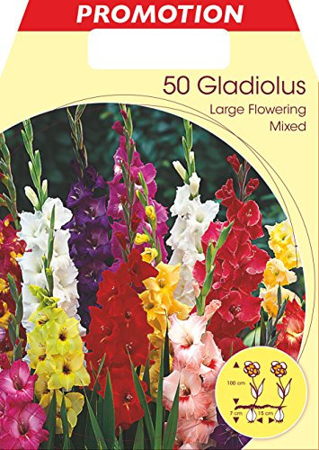 BULBI PRIMAVERILI GLADIOLI A FIORI GRANDI MIX DI COLORI CONFEZIONE DA 50 BULBI BULBS
