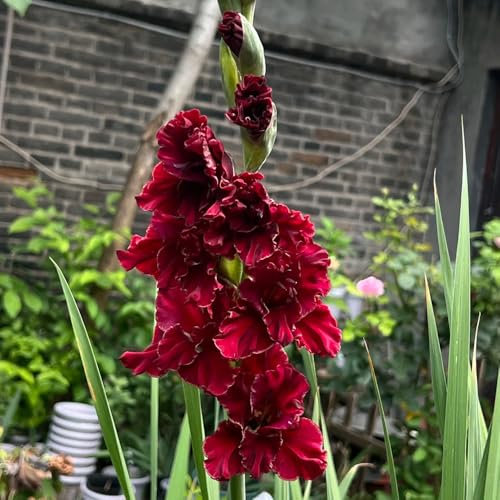2 pz bulbi di gladiolo resistenti, gladioli, le bulbi sono piante perenni resistenti tuberi di gladioli bulbi da fiore bulbo che fiorisce precocemente fiori di campo Pianta tappezzante,