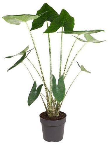 Alocasia Zebrina - Pianta da appartamento - 130 cm - Ø 32 cm