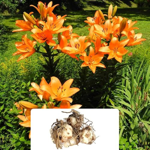 3 Asiatic Orange Lily Bulbs – Stunning, Vibrant Summer Flowers – Hardy Perennials Perfect for UK Gardens – Ideal for Borders, Beds & Containers – Easy to Grow and Cultivated for UK Climate