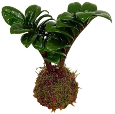 Planta natural mini Kokedama Zamioculca, 10-15 cm. Bola de musgo. Elegante y resistente, con hojas brillantes que purifican y decoran espacios. Segura Garden.